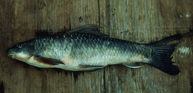 Labeo fuelleborni Hilgendorf & Pappenheim, 1903